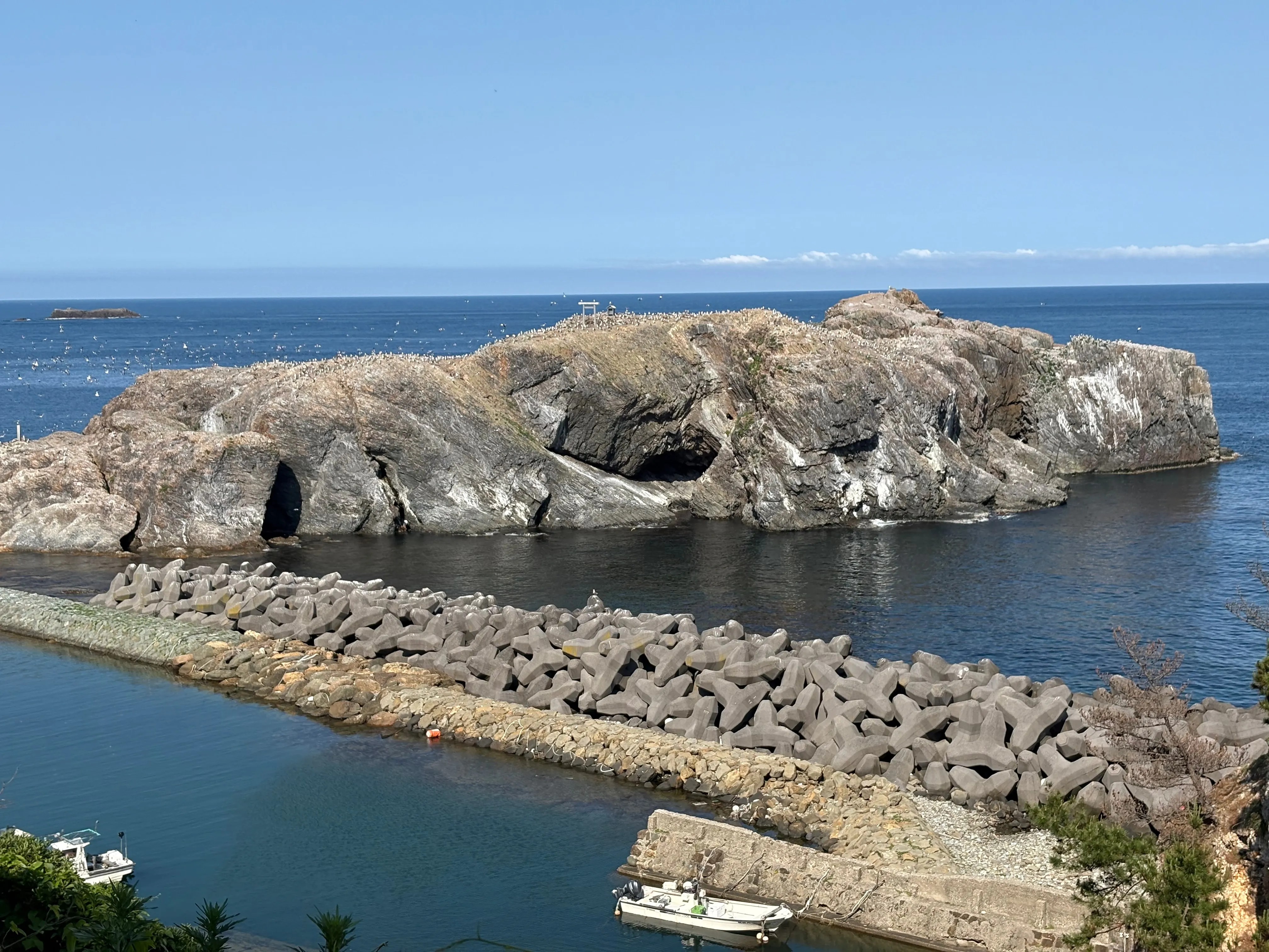 ウミネコの島・経島。岩肌を埋め尽くす無数のウミネコ。