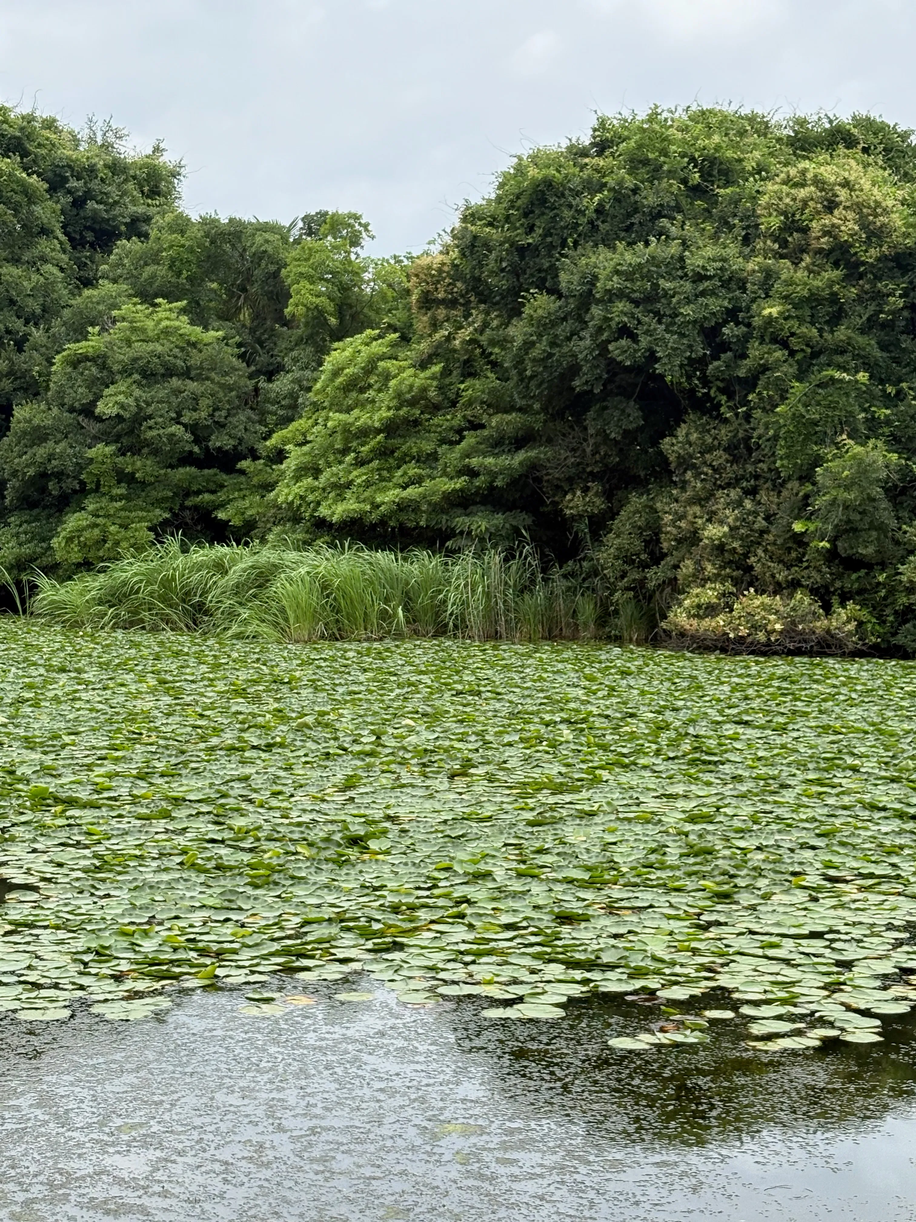 沼の一面に広がる蓮の葉。梅雨どきの、緑ゆたかな水辺。