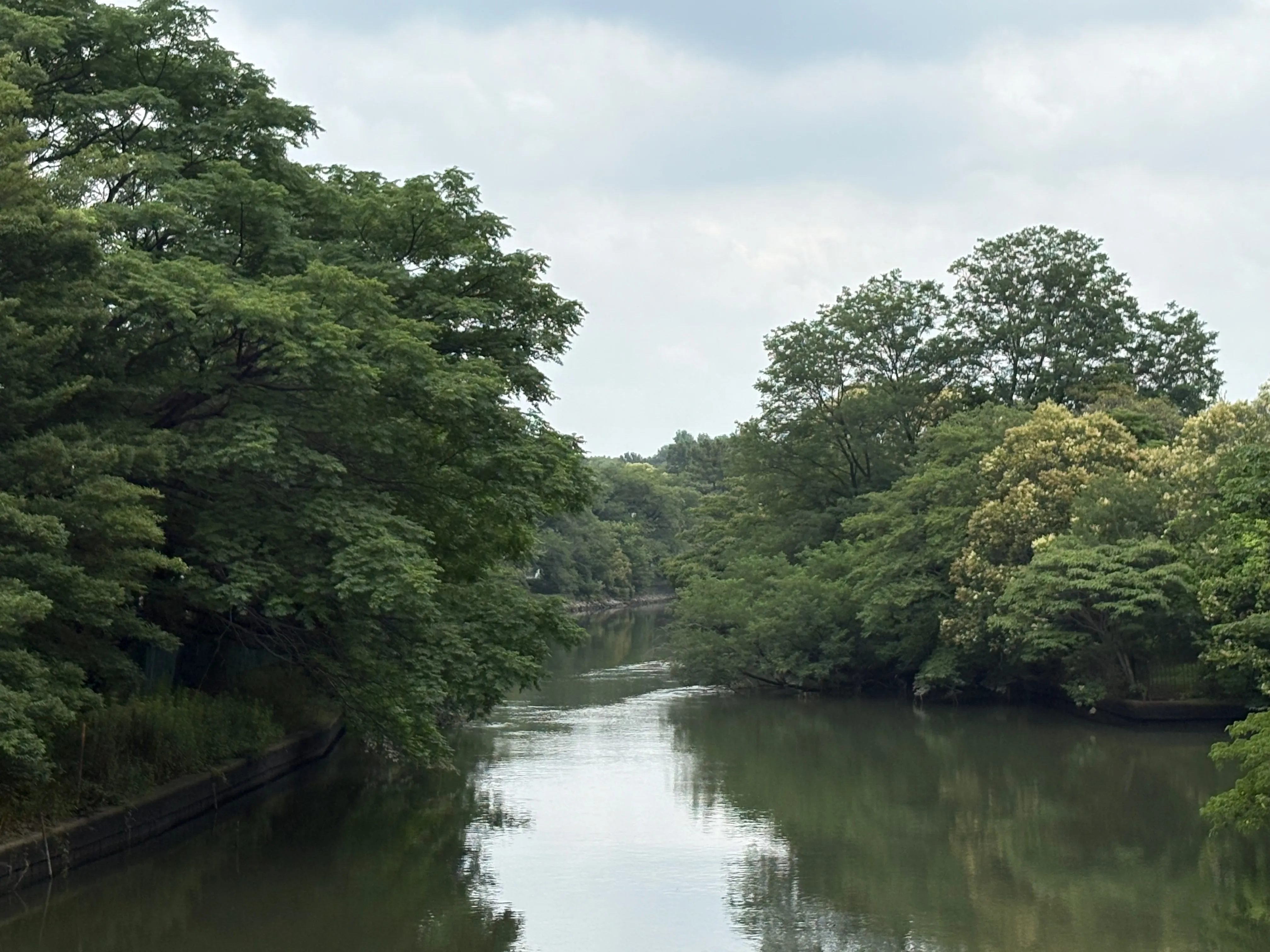 緑にはさまれた川辺の眺め。水面に木々が映り込む。