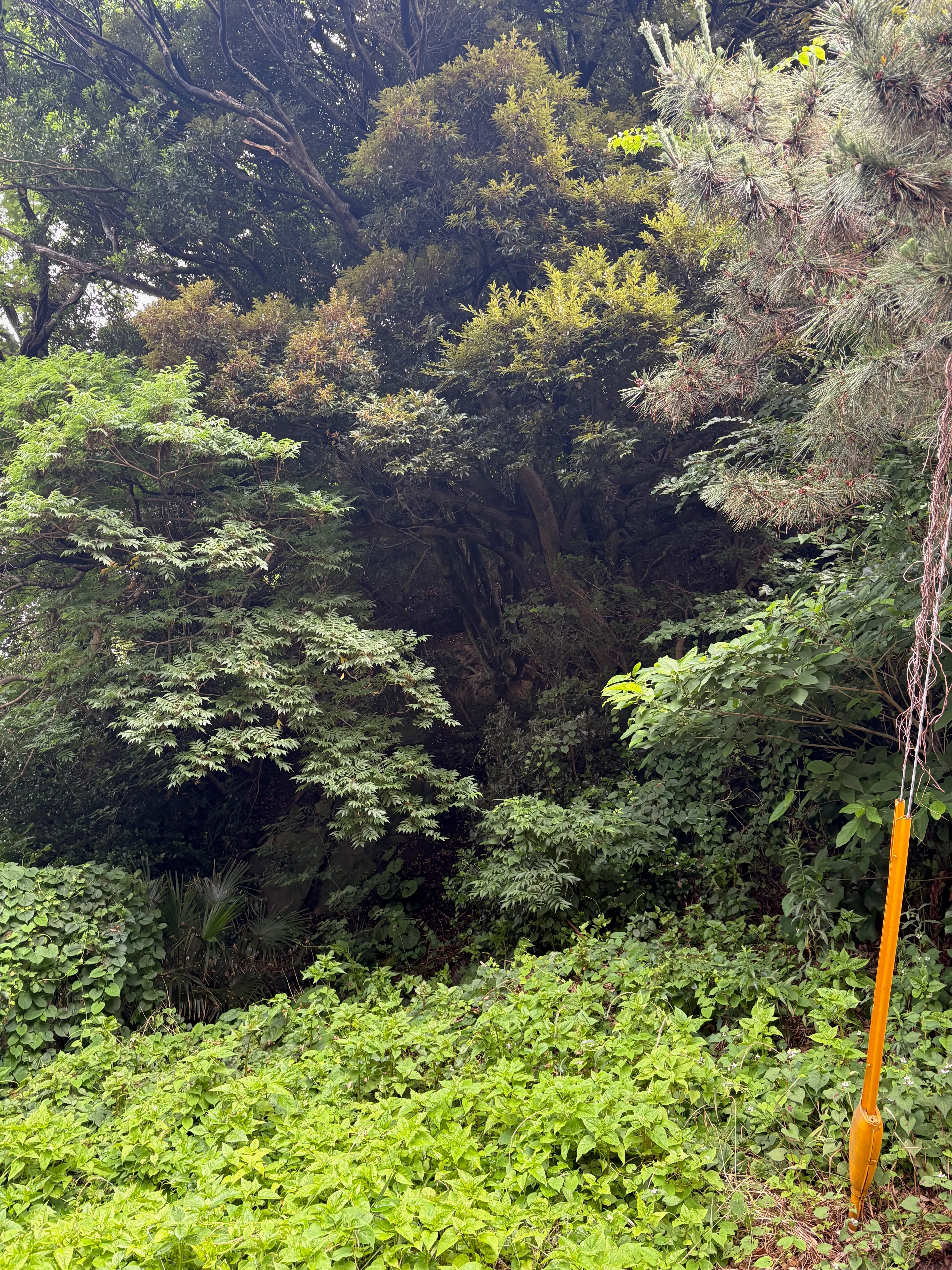 雨に濡れた山の深い緑。霧を含んだ空気に包まれている。