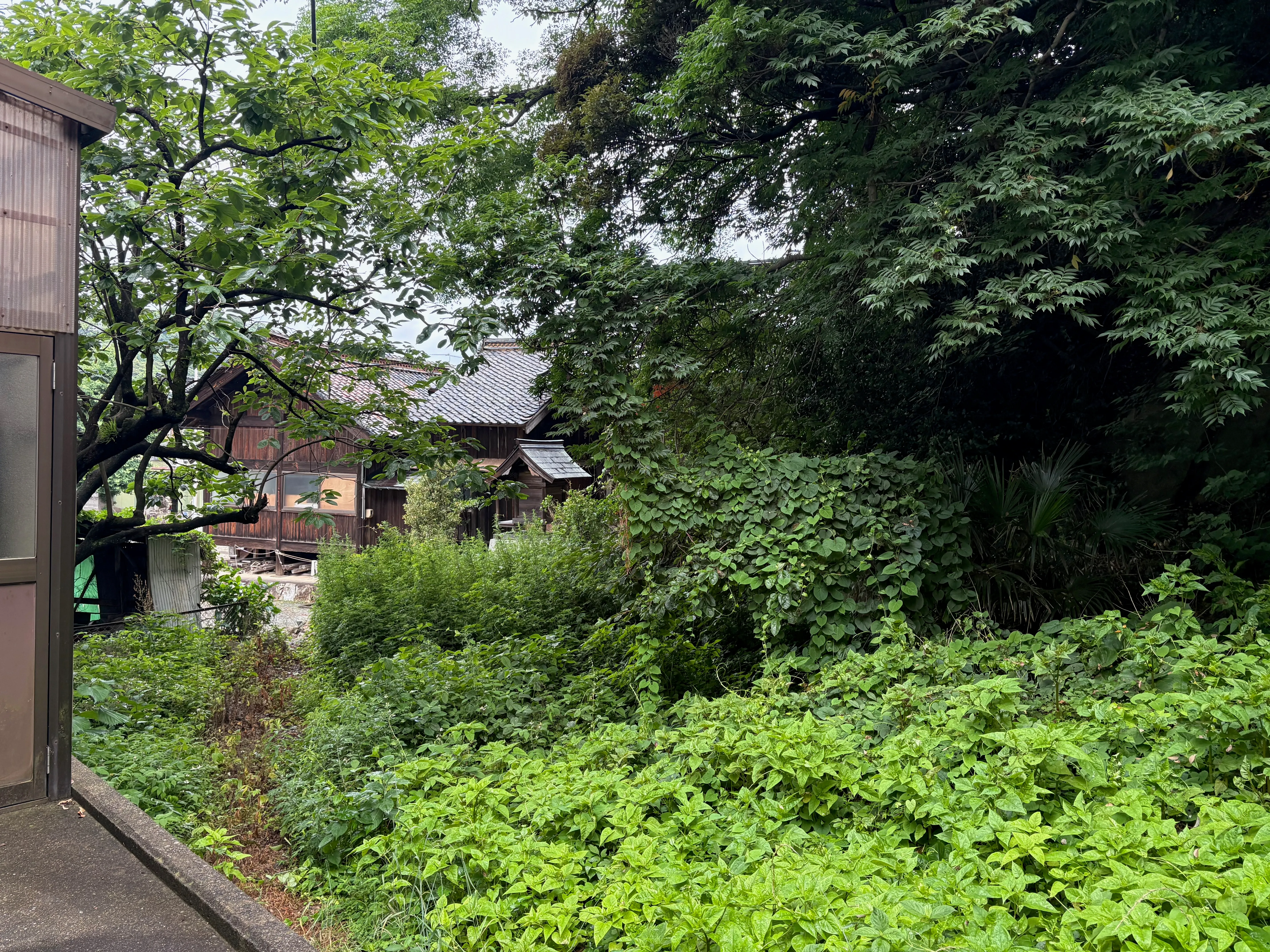 雨に濡れた山里の風景。緑に囲まれた古い家屋。