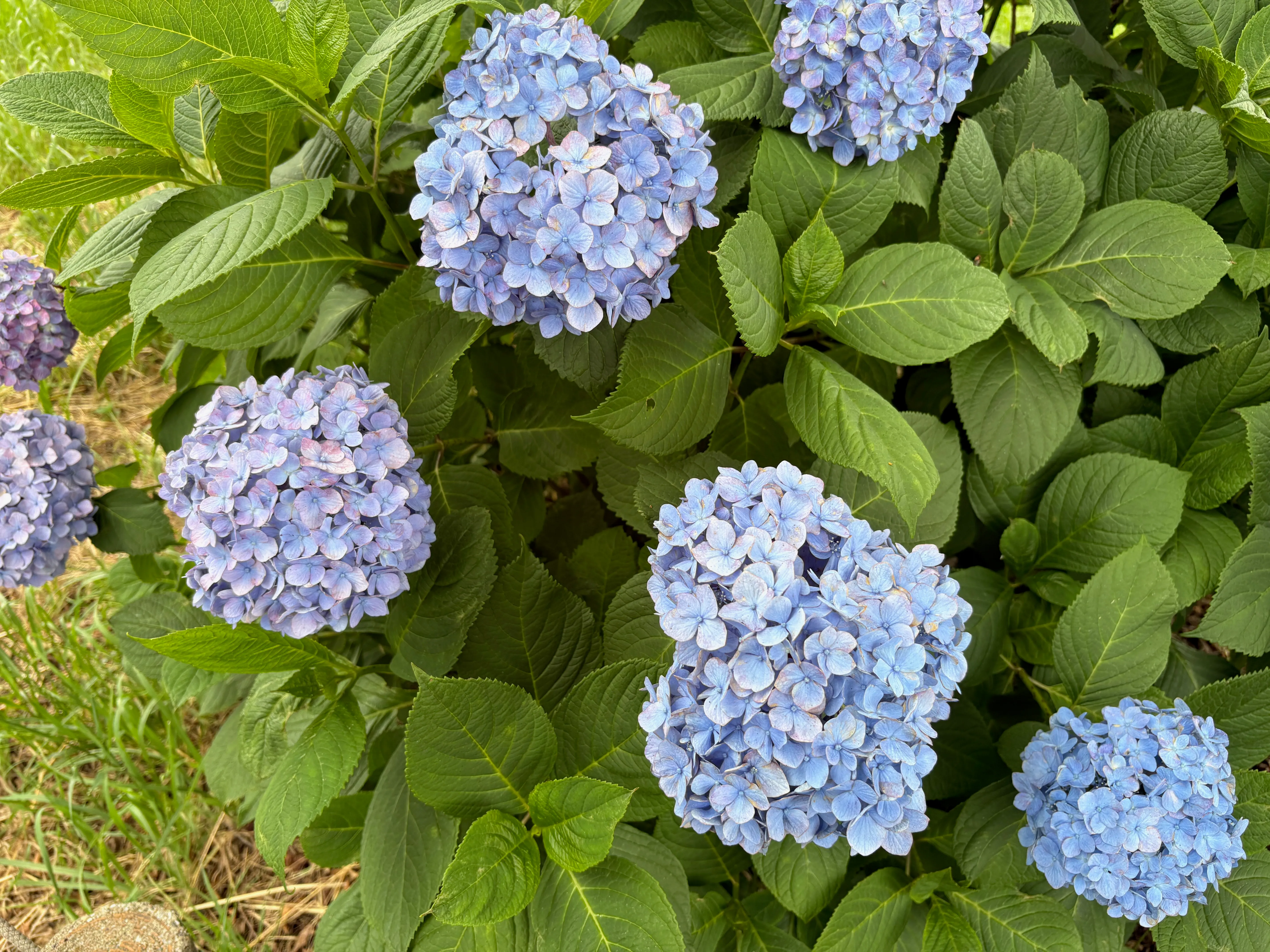 青い紫陽花。梅雨の緑の中で鮮やかに咲いている。