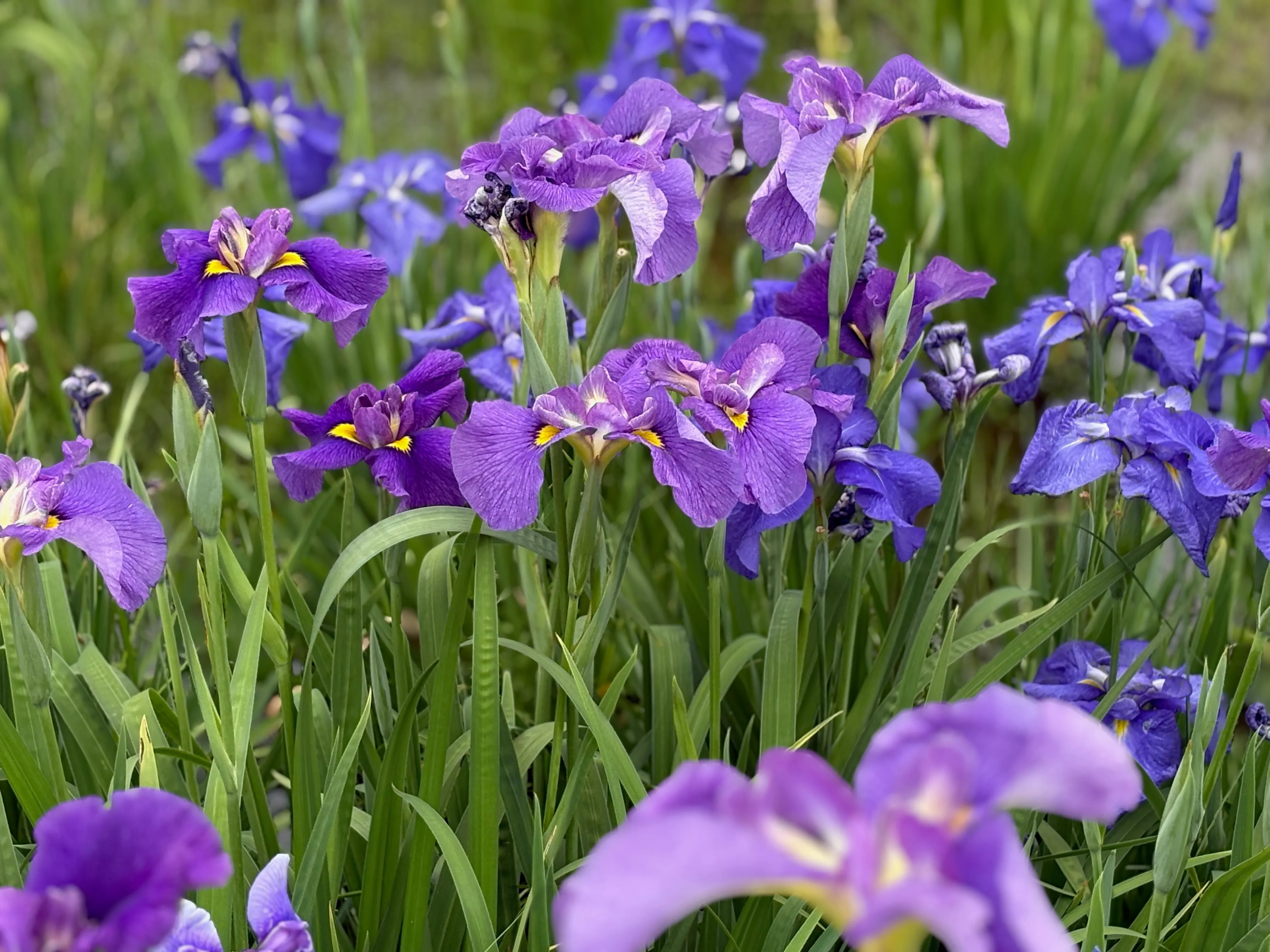 水元公園の菖蒲畑。紫と青紫の菖蒲が一面に広がる。