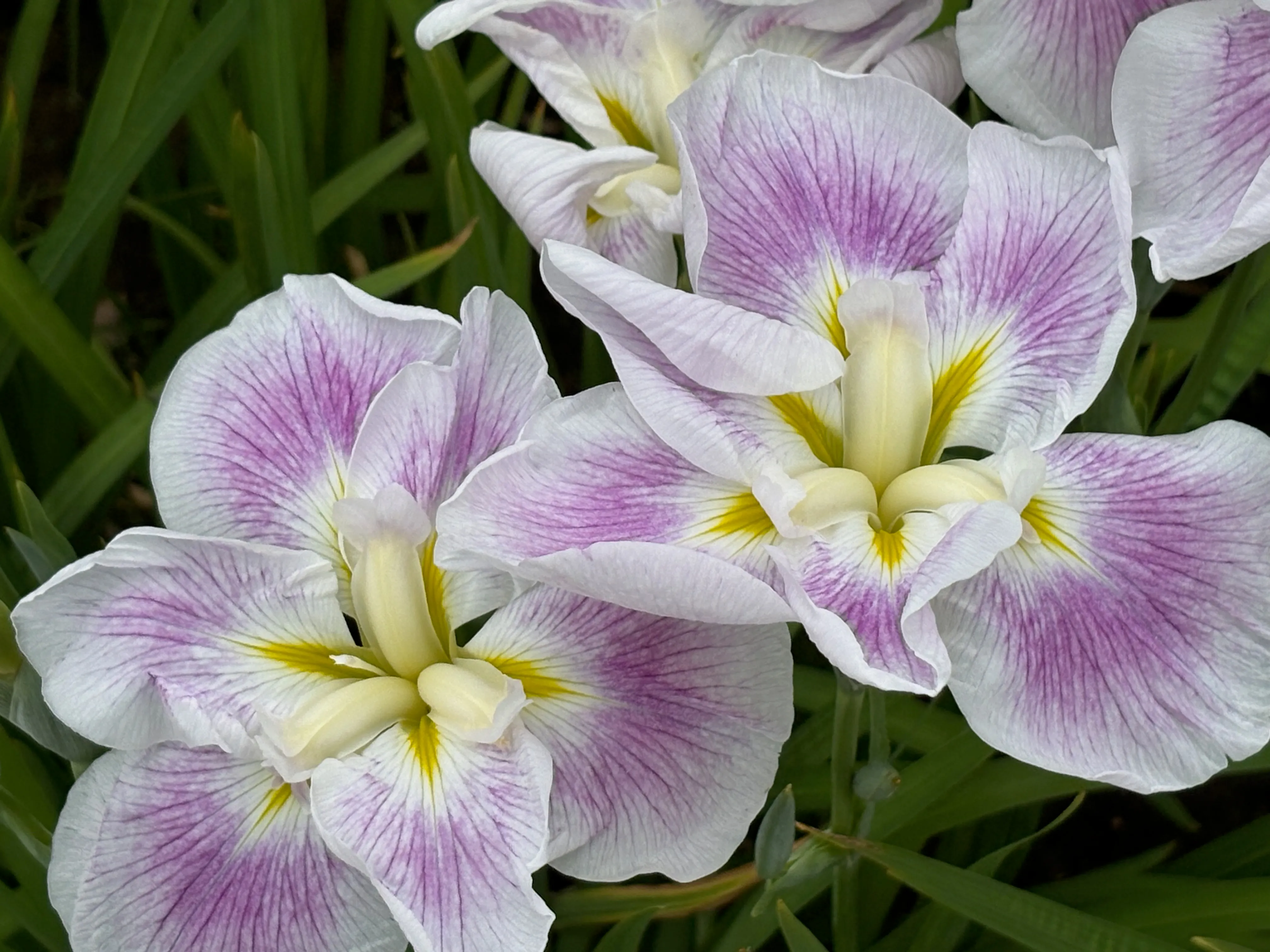 白地に淡い紫が入った菖蒲。花びらに細かな模様が走る。