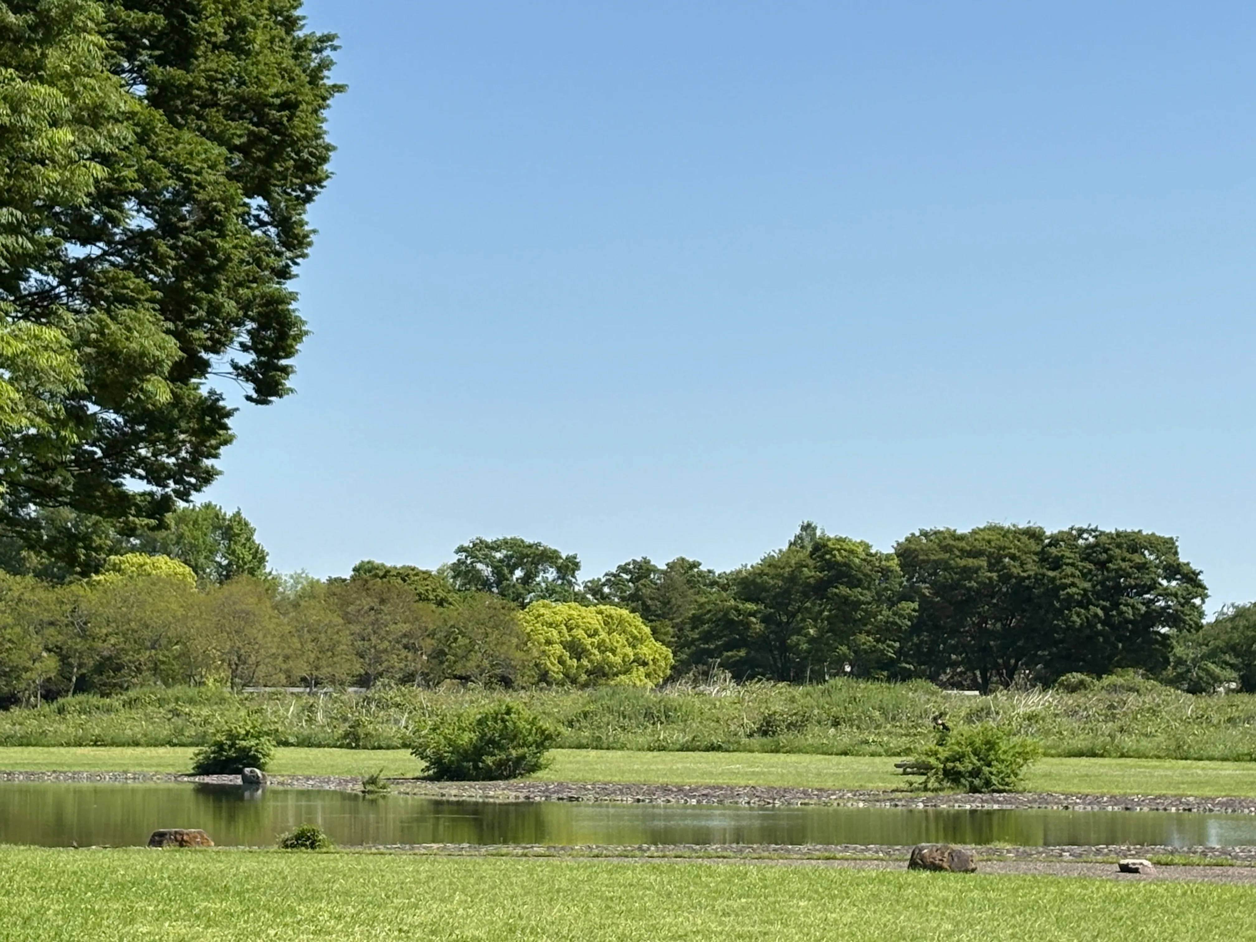 公園の池と新緑の木々