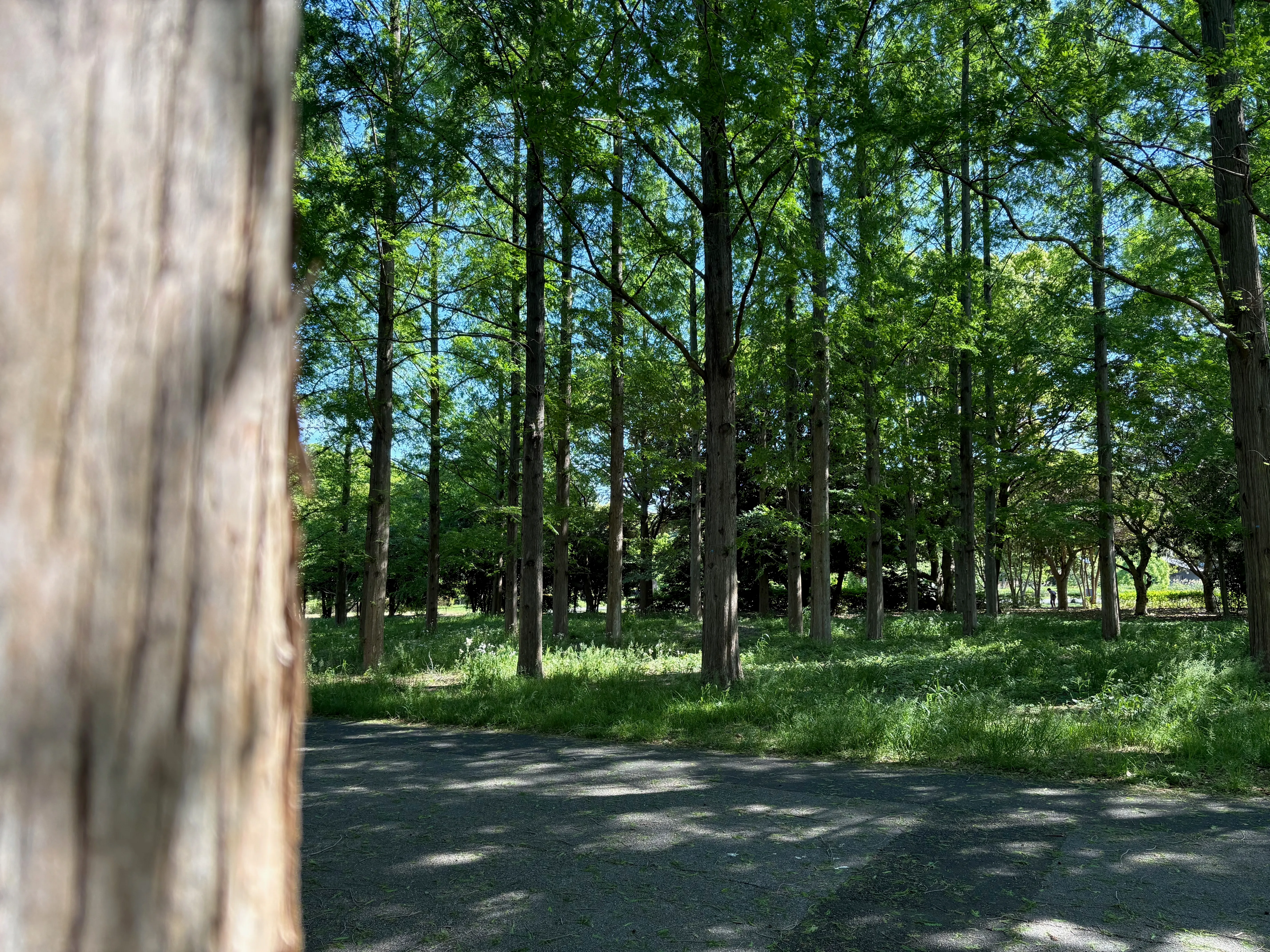 水元公園のメタセコイア。青空に向かって、まっすぐ伸びる。