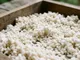 麹で穀物のタンパク質を増やせるか｜研究では米で最大2.32倍、トウモロコシで最大1.58倍のサムネイル
