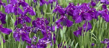 Getting older, maybe? The day before the typhoon, when I noticed how beautiful the iris flowers were.
